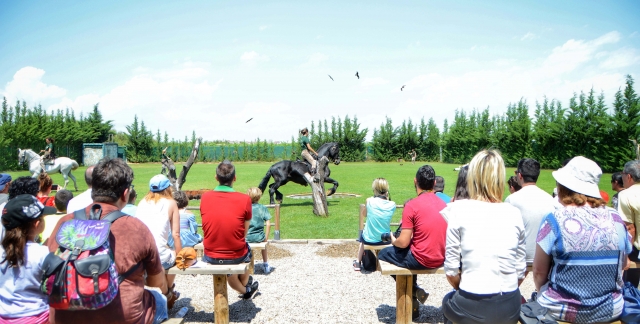  Cheval exposé 