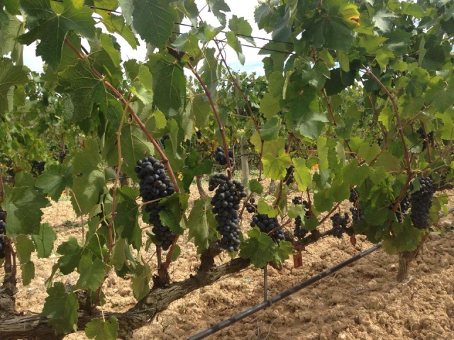  Uva in vigna