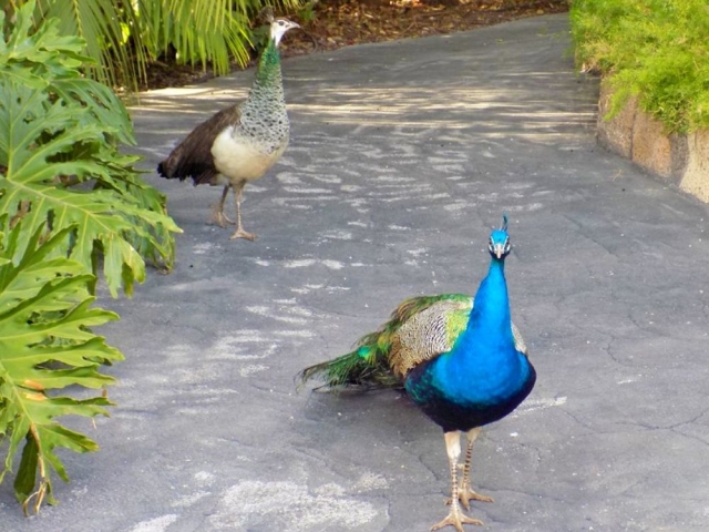  I pavoni del parco passeggiano per i loro domini