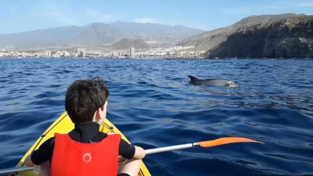  Avvistamento dei delfini durante il percorso in kayak 