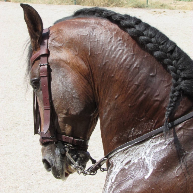 La cabeza de un caballo en primer plano 