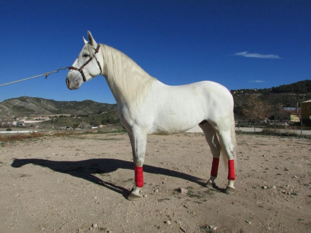  Ottimo portamento del cavallo bianco 