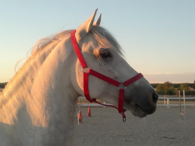 Caballo blanco en Madrid