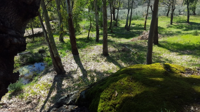  La capanna nella foresta 