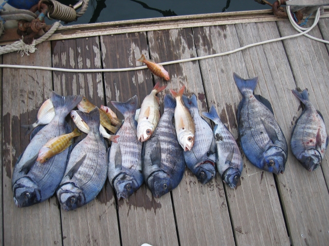 p-41116-una-pesca-exitosa-en-alicante_15214794634554.jpg