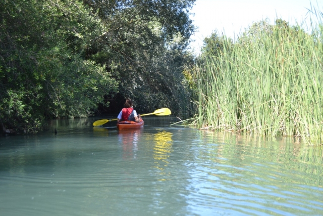  Pagayer dans les roseaux