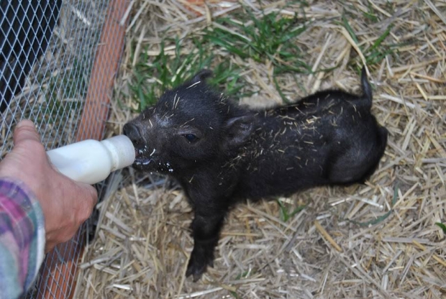  Animaux de la ferme du camp 