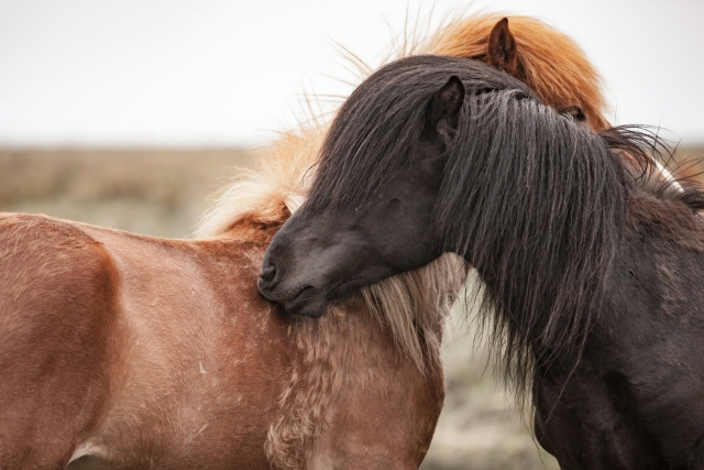  Ponies in our facilities 