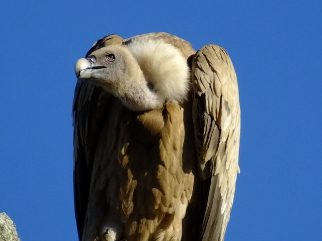  Vautour fauve