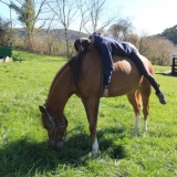 Campamento hípica externo 1 sem en Alto Andraka