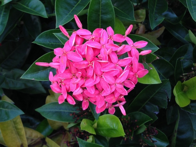 Reconocimiento de plantas