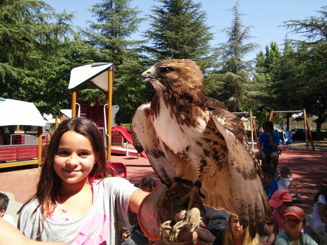  Sessão de falcoaria 