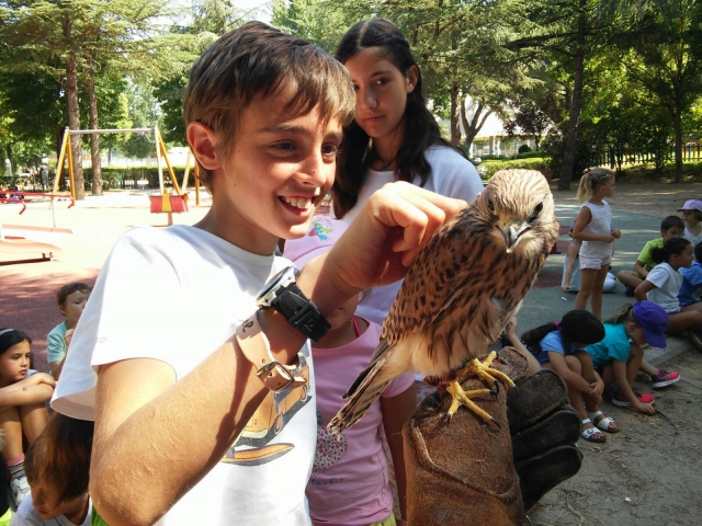  Conhecer as aves de rapina 