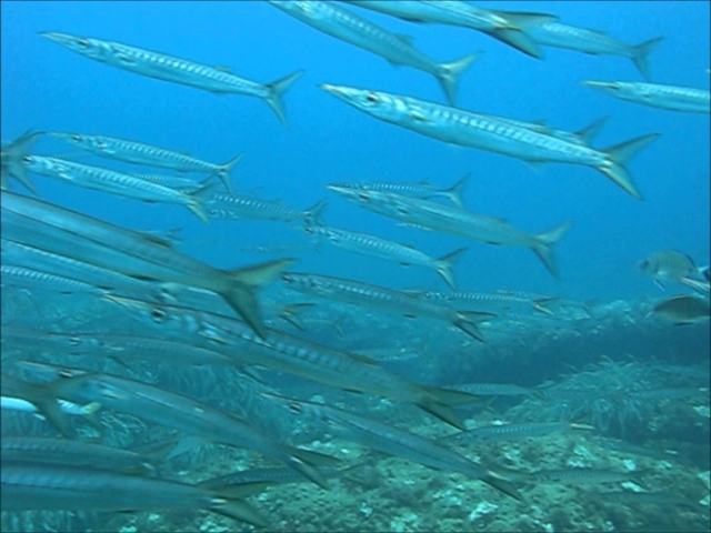  Barracudas 