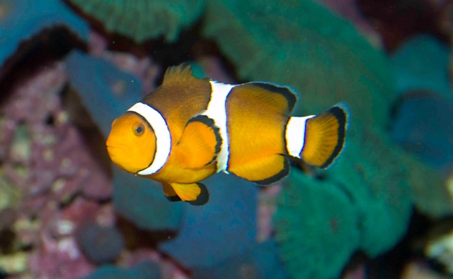  Poissons clowns 