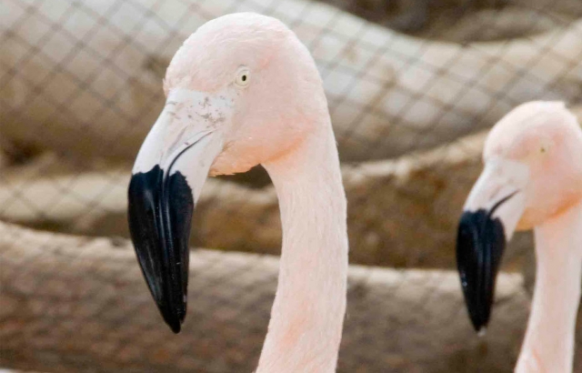  Flamants roses 