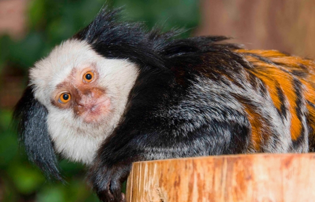  Primates 
