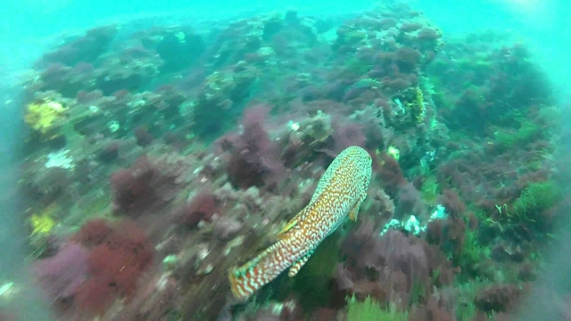  Mergulho no Mar Cantábrico 