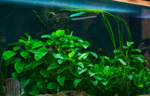Acuario de agua dulce