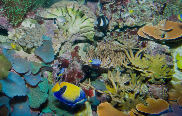 Peces 