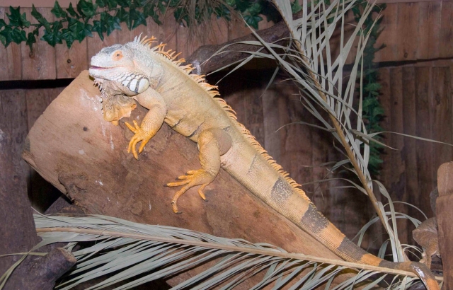 Iguana