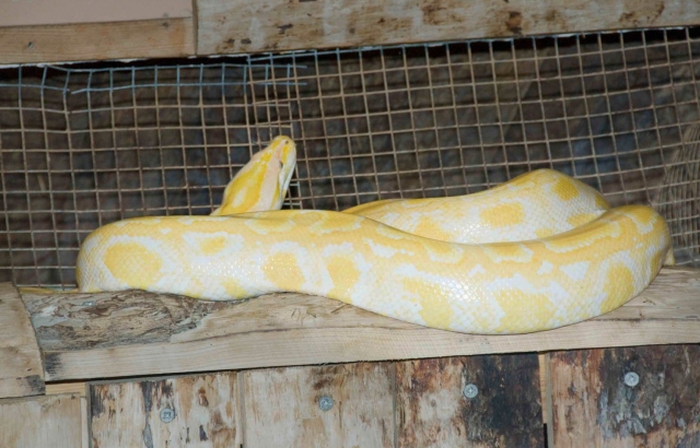 Serpiente tropical