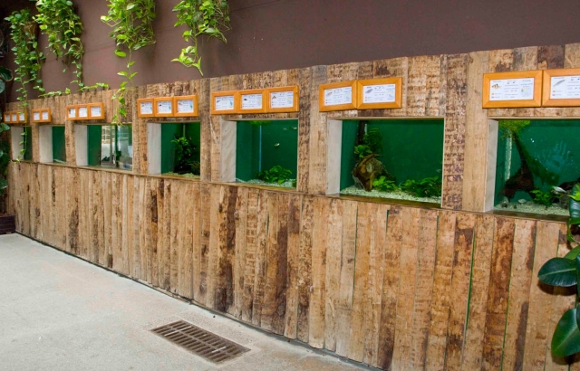 Zona de ranas tropicales