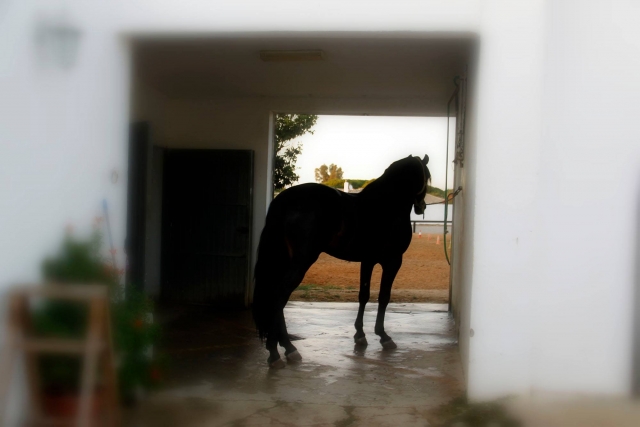Nuestros caballos
