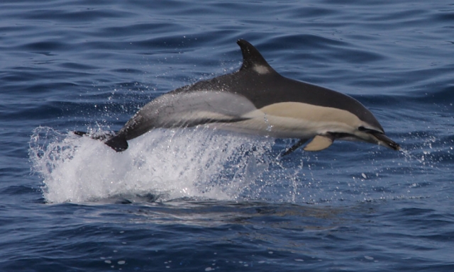  Dauphins nageant à La Gomera 