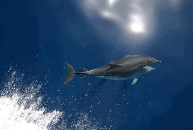  Amis des dauphins 