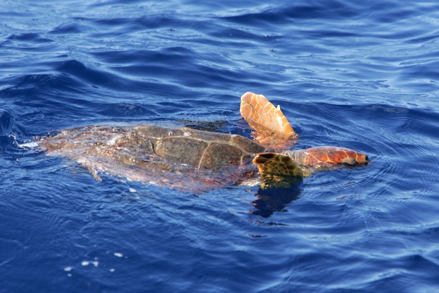  Tortue marine à La Gomera