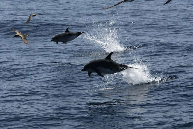  Dauphins sautant à côté du bateau