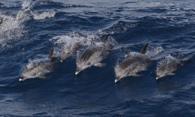  Dauphins surfant dans les vagues 