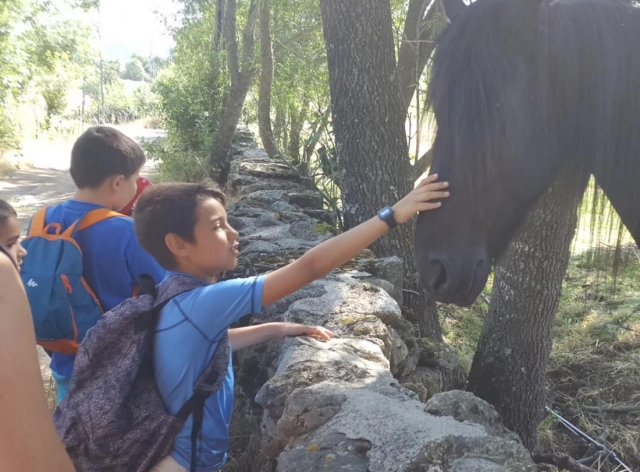 Tocando al caballo