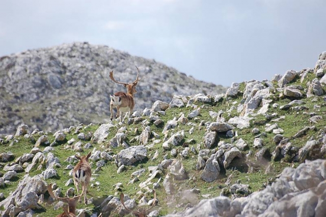  Damwild in der Sueve