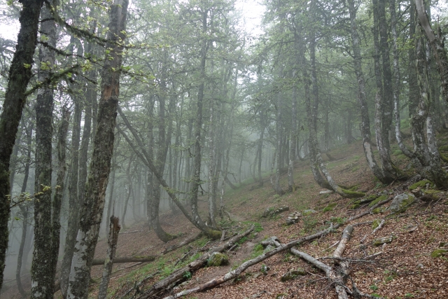 Etapa 4: bosques de Valdeón