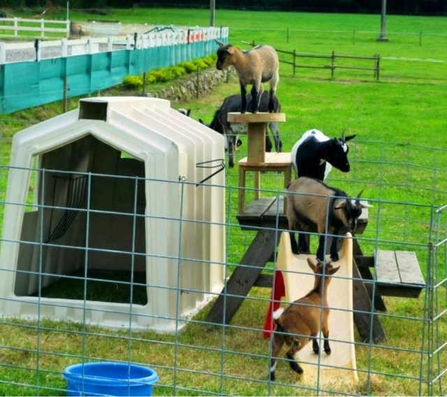  Goats playing 
