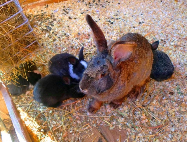  Rabbits on the farm 