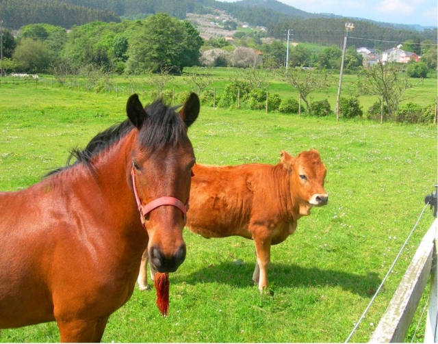 Cows and horses 