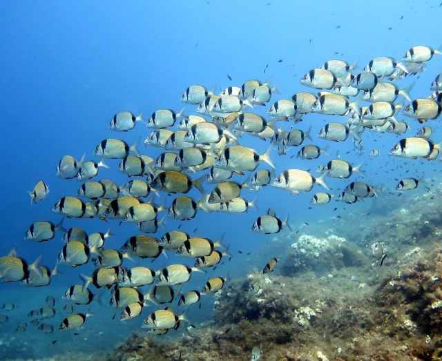  Faune marine de Majorque 
