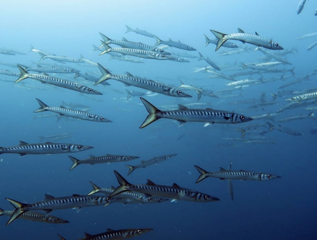  Poissons au fond de la mer 