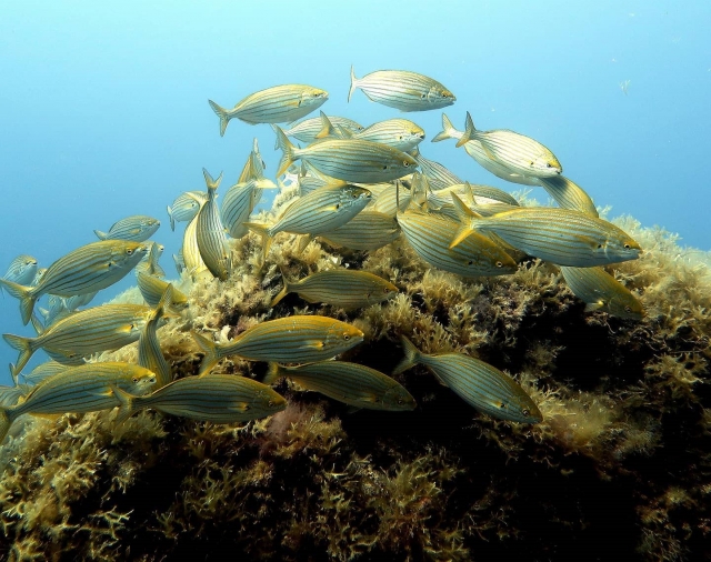  Banc de poissons 