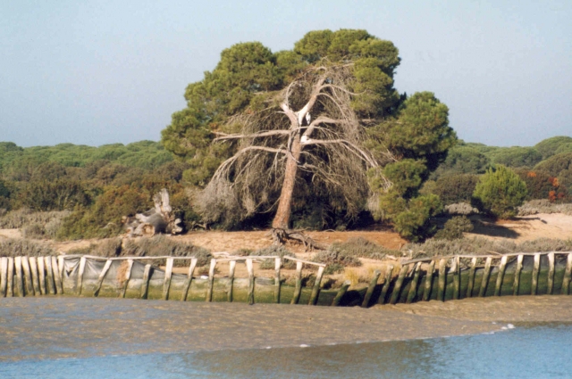  Bellissimi parchi a Donana 