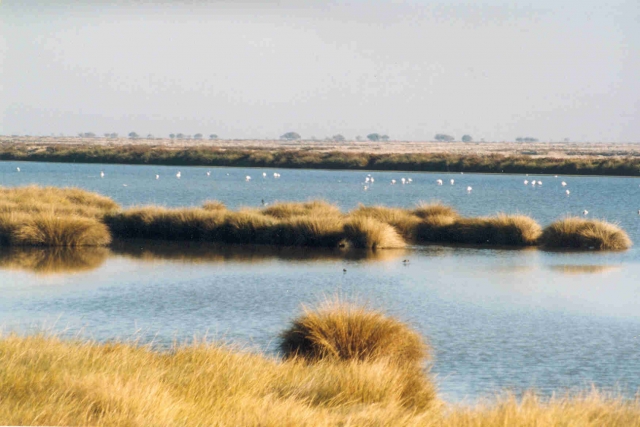  Parco nazionale di Donana 