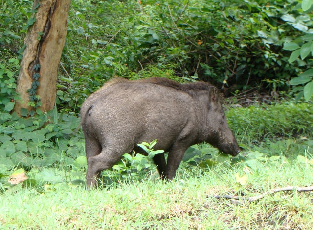 Senglar 