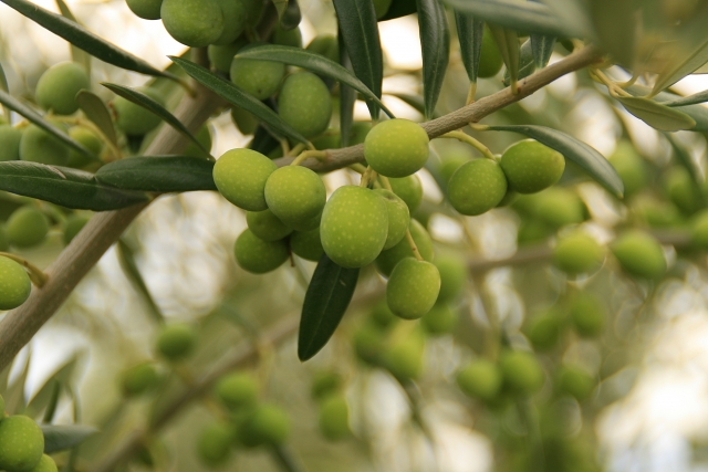  Degustazione di olive 