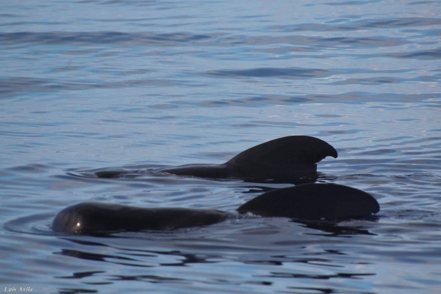 Ballenas.