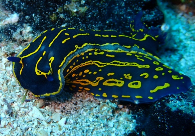 Fauna marina