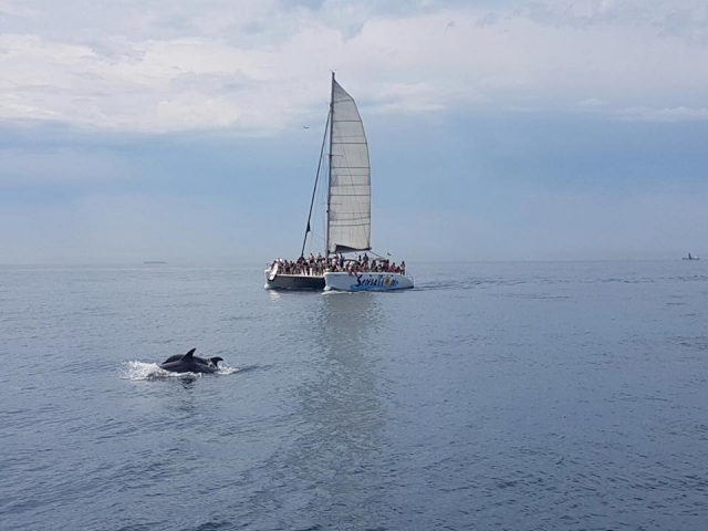 Sensation y delfines