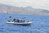 See whales and dolphins on the Tenerife coast